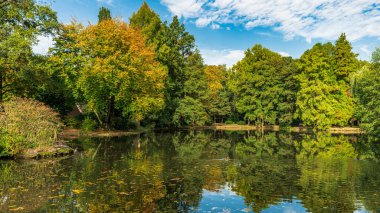 Yeşil çim tarlası ve yeşil taze ağacı olan güzel bir sabah güneşi parkı. 