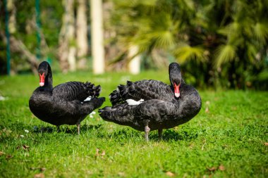 İki siyah kuğu (Cygnus atratus)). 