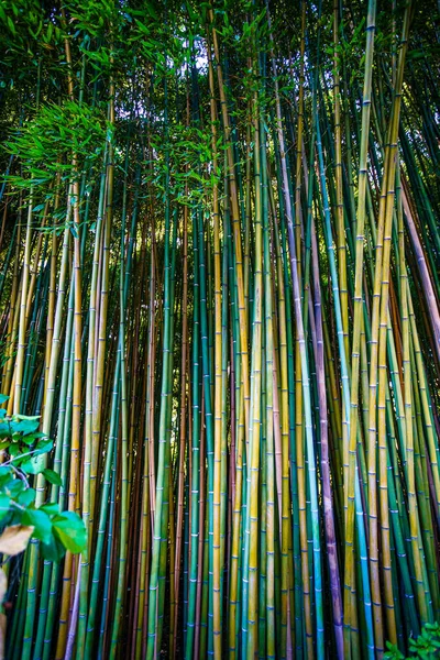 Ázsiai Bambusz Erdő Természetes Háttér — Stock Fotó