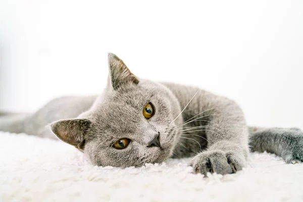 Britische Katze Liegt Auf Weißem Hintergrund — Stockfoto