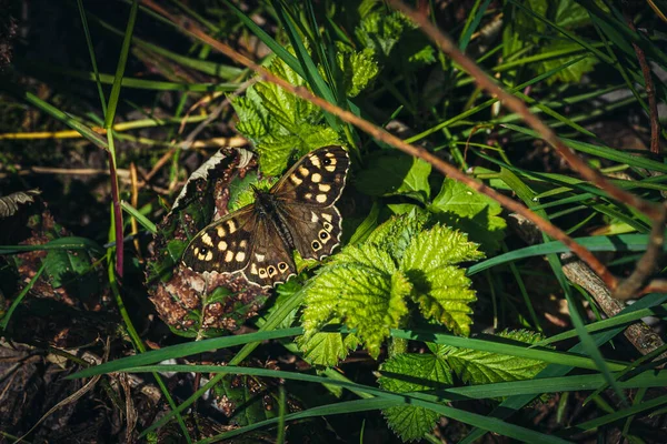 Close Van Vlinder Het Blad — Stockfoto