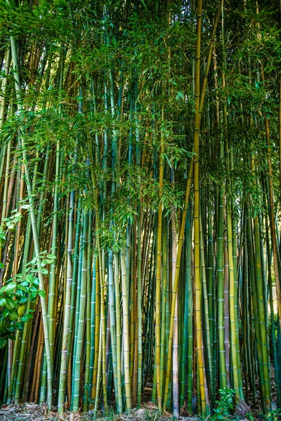 아시아 대나무 자연환경 로열티 프리 스톡 사진