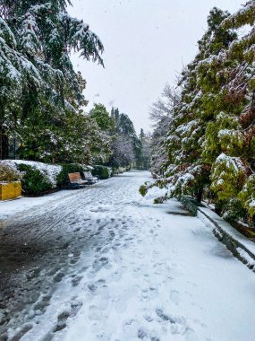 Kışın şehir sokakları. Karda palmiye ağaçları. Rusya, Soçi.. 