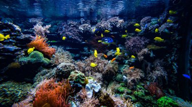 Mercan kolonisi ve mercan balığı. Su altı görüntüsü