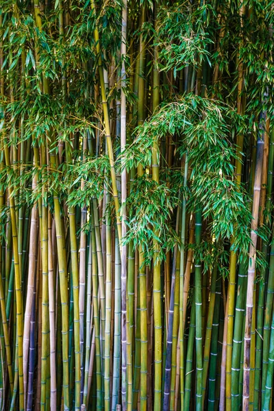 亚洲竹林 自然背景 — 图库照片