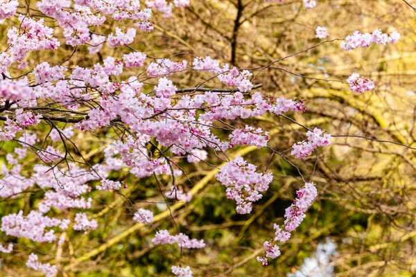 Wiśniowe Drzewo Wiosną Sakura Kwiaty Tle — Zdjęcie stockowe