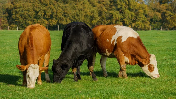 夏の緑のフィールドで牛の群れ 農地で牛 — ストック写真