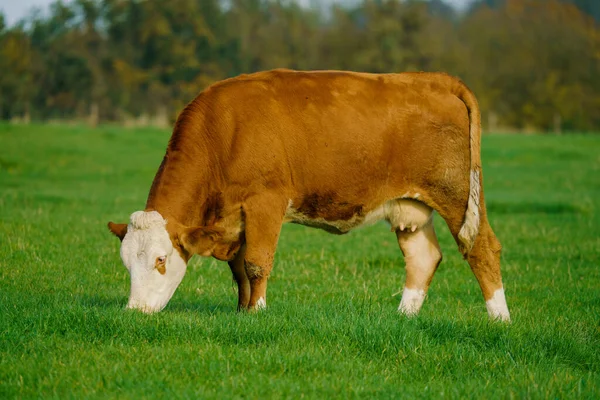 Herd Cows Summer Green Field Cows Farmland — Stock Photo, Image