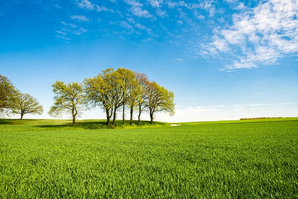 Albero Verde Erba Verde Sul Pendio Con Nuvole Bianche Cielo — Foto Stock