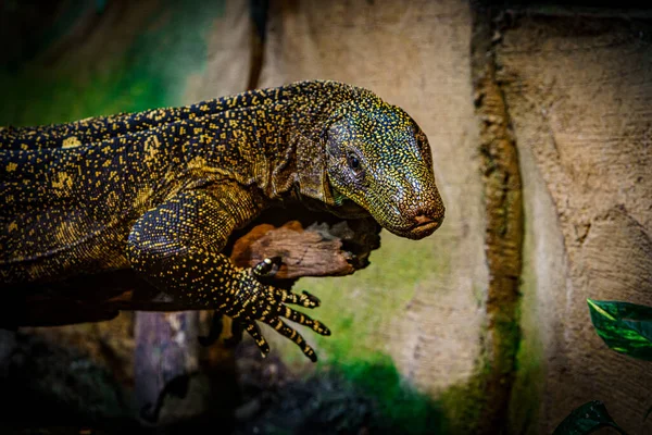 Komodo Dragon Beautiful Nature Habitat Monitor Lizard — Stock Photo, Image