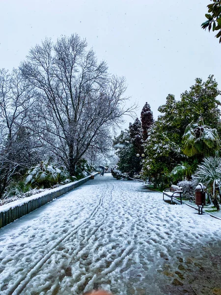 City Streets Winter Palm Trees Snow Russia Sochi — Stock Photo, Image