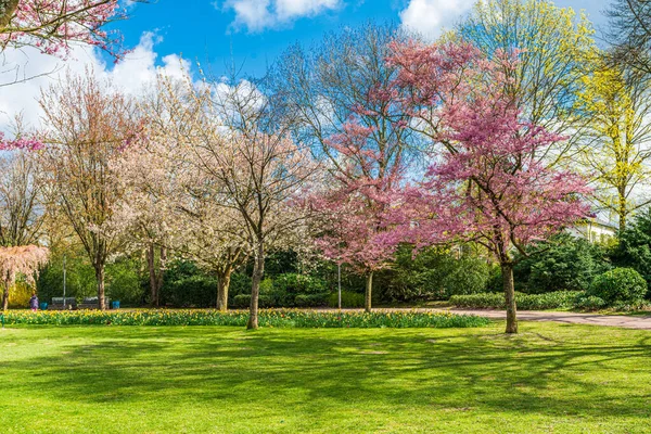 Beautiful Garden Blooming Trees Spring Time — Stock Photo, Image