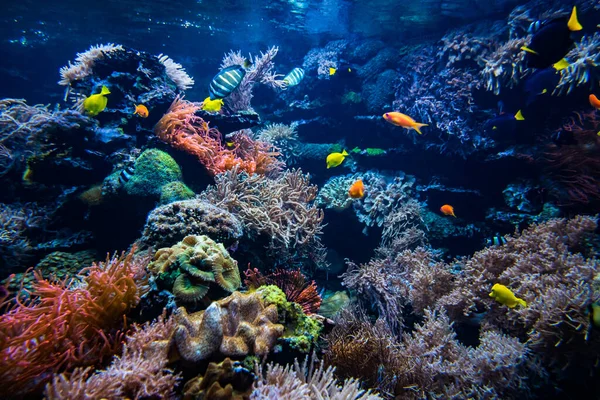 Korálová Kolonie Korálové Ryby Podvodní Pohled — Stock fotografie