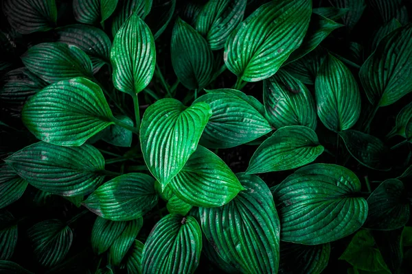 Hojas Verdes Textura Vista Superior Fondo Tono Tropical Hoja Verde Imagen de archivo