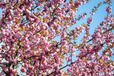Sakura çiçekleri açıyor. Güzel pembe kiraz çiçeği 