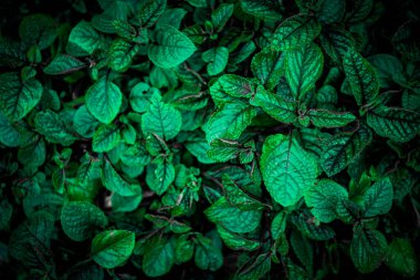 Yeşil Yaprak Arkaplanının Doğa Görünümü, Karanlık Duvar Kağıdı Kavramı.