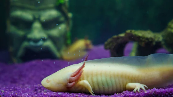 Unterwasser Axolotl Porträt Aus Nächster Nähe Einem Aquarium Mexikanische Wanderfische — Stockfoto