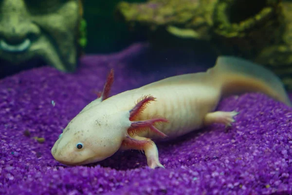 水下蝾螈肖像在水族馆关闭 墨西哥遛鱼 Ambystoma Mexicanum — 图库照片