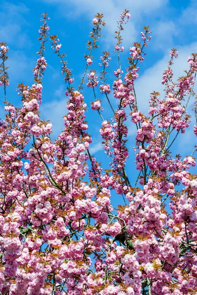 Цветут Цветы Сакуры Прекрасный Розовый Цветок Вишни — стоковое фото