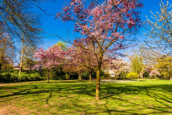 Árvore Cereja Primavera Sakura Flores Fundo — Fotografia de Stock