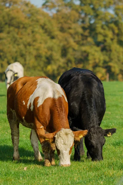 Стадо Коров Летнем Зеленом Поле Коровы Ферме — стоковое фото