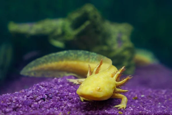 Unterwasser Axolotl Porträt Aus Nächster Nähe Einem Aquarium Mexikanische Wanderfische — Stockfoto