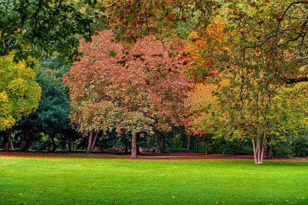 Jesień Lesie Klon Jesienne Drzewa — Zdjęcie stockowe