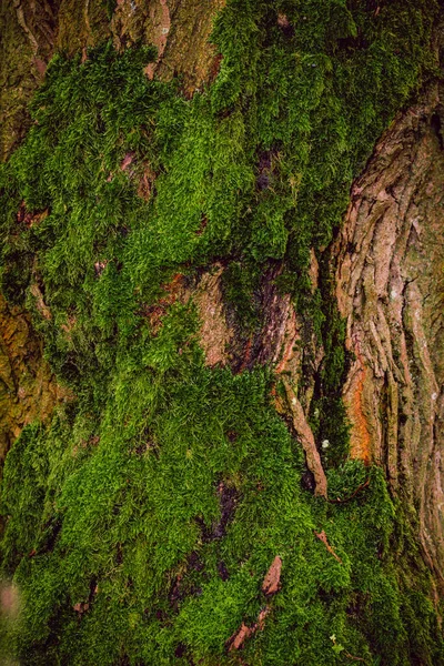 Texture Green Moss Tree — Stock Photo, Image