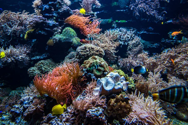 サンゴのコロニーとサンゴ魚 水中の景色 — ストック写真