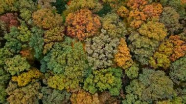 Güzel renkli sonbahar ormanıhavadan görünümü