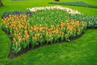 Resmi bahar bahçesi. Keukenhof Bahçelerinde Çiçek Yatağı
