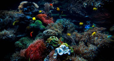 Renkli tropikal resif manzarası. Okyanusta hayat.