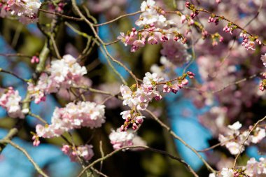 Baharda kiraz çiçekli güzel sakura. Badem pembesi çiçekler 
