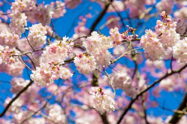 Baharda kiraz çiçekli güzel sakura. Badem pembesi çiçekler 