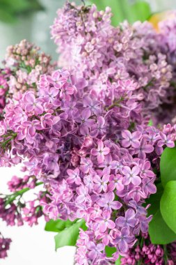 Bahar çiçeği. Çiçek açan leylak çalısı