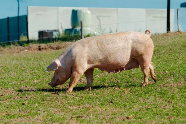 芝生の芝生の上に立って豚 バイオ豚飼育場 — ストック写真
