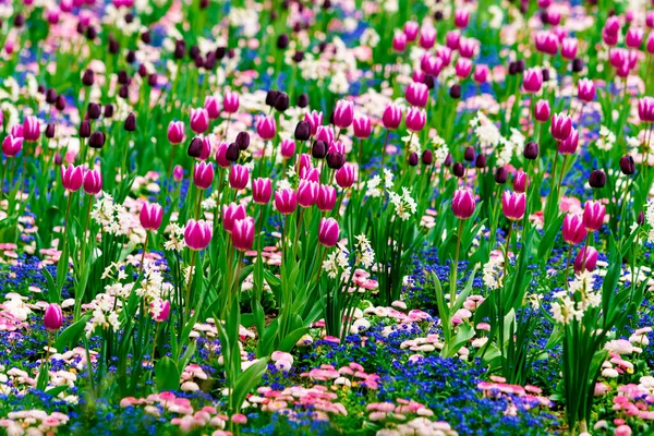 Blossoming Tulips Early Morning Sunlight — Stock Photo, Image