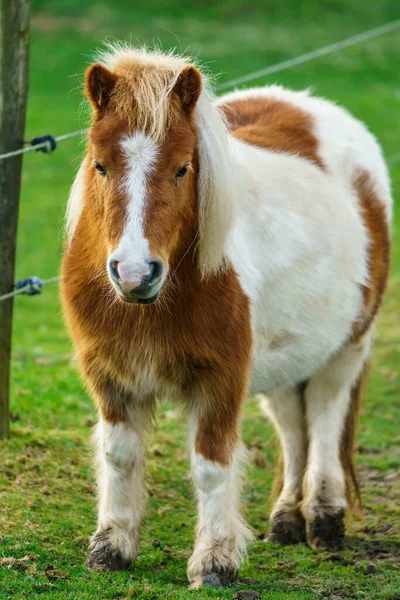 Pequeño Caballo Caballo Retrato Solitario Pony —  Fotos de Stock