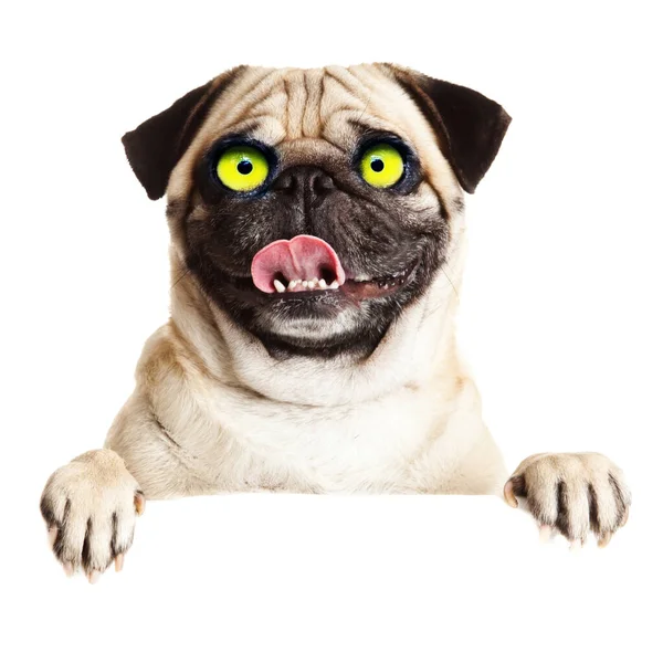 Verrassende Gekke Hond Grappige Hond Geïsoleerd Witte Achtergrond — Stockfoto