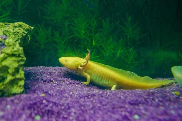 Underwater Axolotl portrait close up in an aquarium. Mexican walking fish. Ambystoma mexicanum.