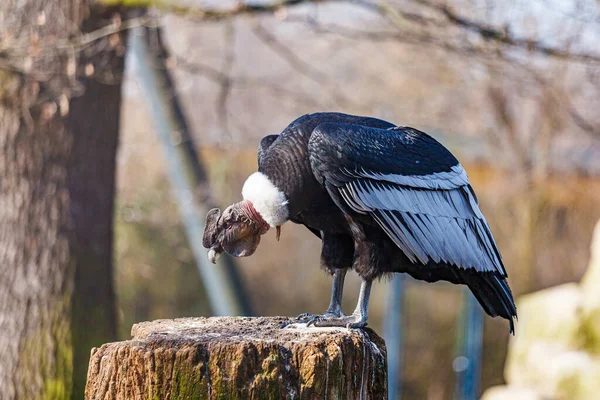 Крупным Планом Грифонов Gyps Fulvus Открытом Воздухе — стоковое фото