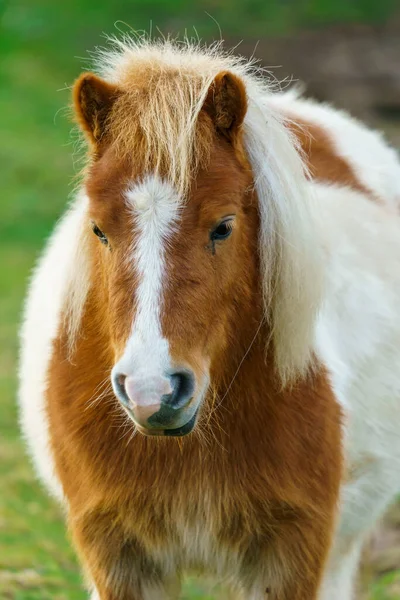 Pequeño Caballo Caballo Retrato Solitario Pony — Foto de Stock