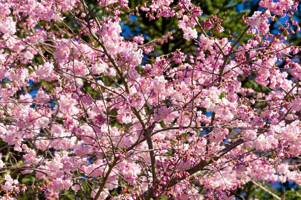 Bahar Kiraz Çiçekleri Pembe Çiçekler — Stok fotoğraf
