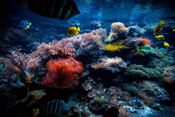 Podmořský Svět Barevné Tropické Ryby Život Korálovém Útesu Ekosystém — Stock fotografie