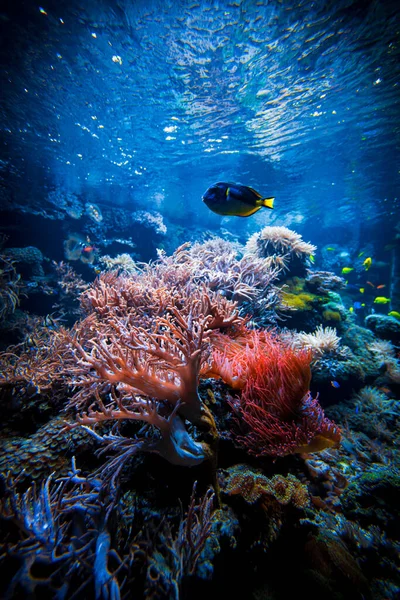 Colorful Tropical Reef Landscape Life Ocean — Stock Photo, Image