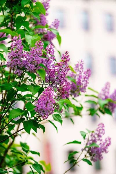 Цвіте Фіолетовий Бузок Бузкові Квіти Цвітуть Саду Весняний Фон — стокове фото