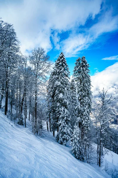 Panorama Inverno Floresta Montanhosa Com Abetos Cobertos Neve — Fotografia de Stock