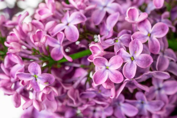 Jarní Květ Kvetoucí Šeříkový Keř Jemnou Drobnou Květinkou — Stock fotografie