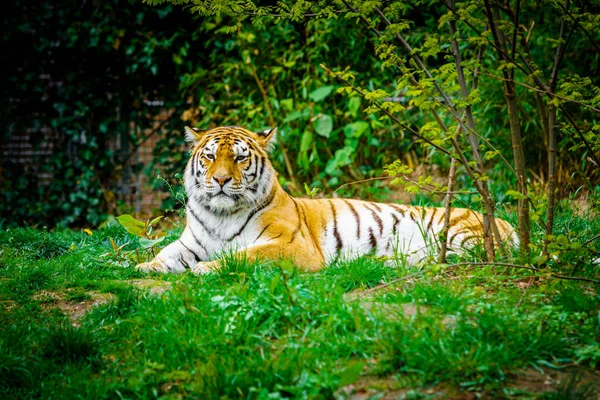 Tigre Que Estabelece Grama Verde — Fotografia de Stock