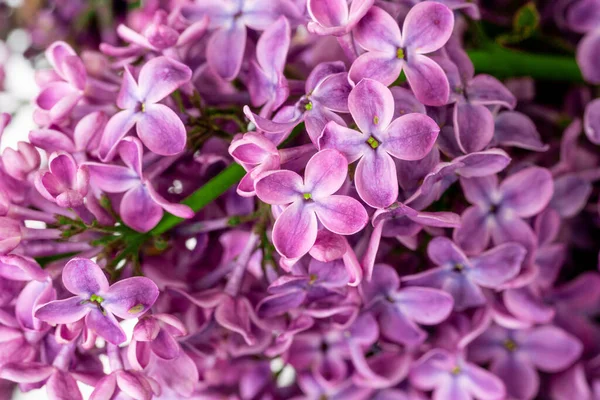 Fialové Šeříkové Květy Kvetou Zahradě Jarní Pozadí — Stock fotografie
